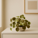 Artificial Plant